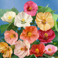 Mixed Abutilon Seeds - Heirloom Flower Garden Seeds for Growing