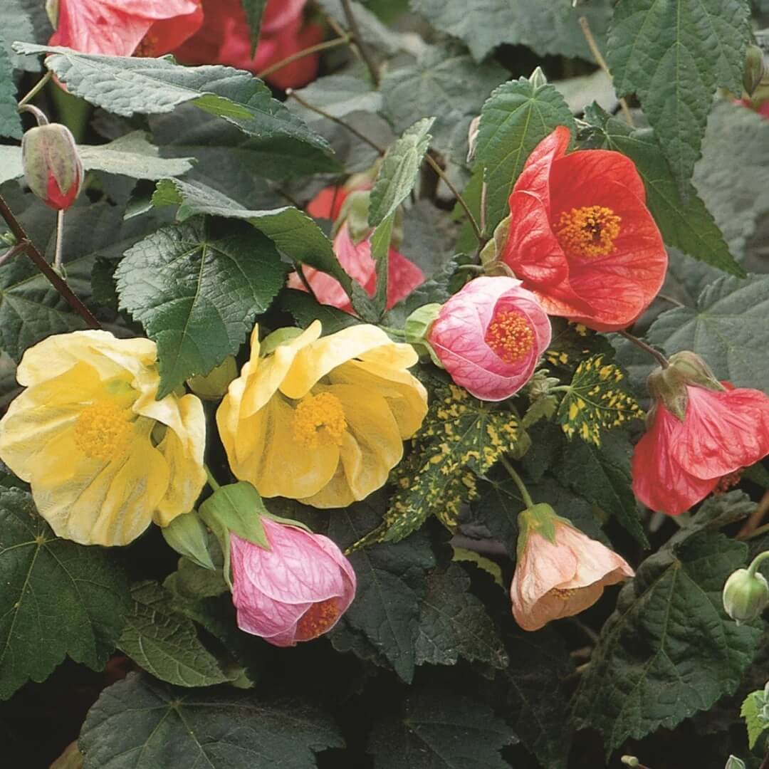 Mixed Abutilon Seeds - Heirloom Flower Garden Seeds for Growing