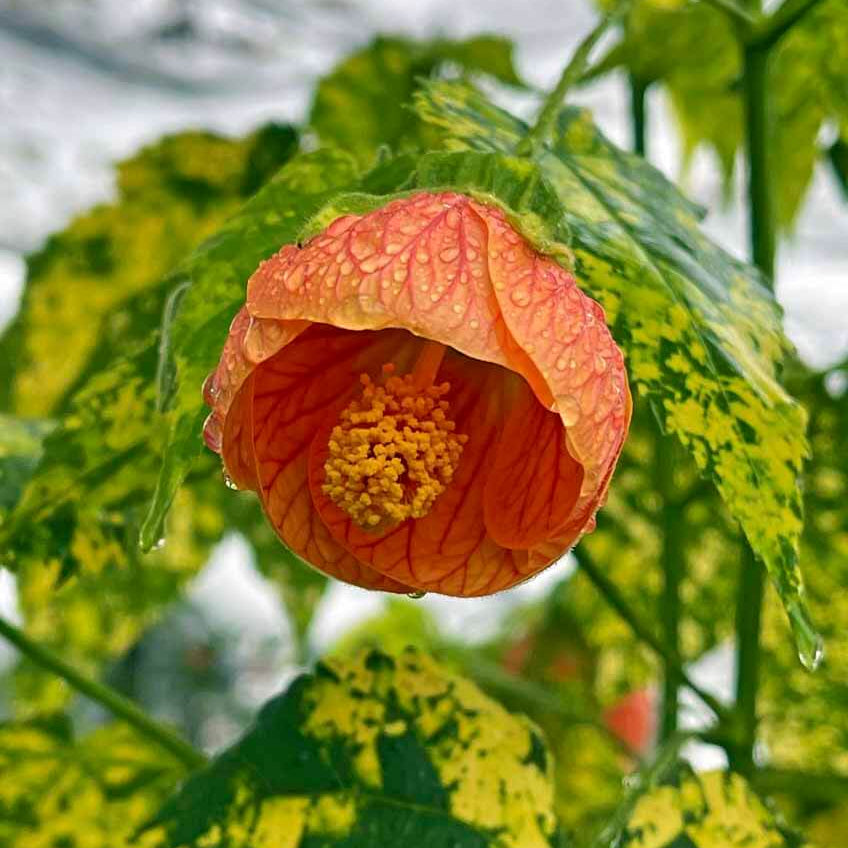 Mixed Abutilon Seeds - Heirloom Flower Garden Seeds for Growing