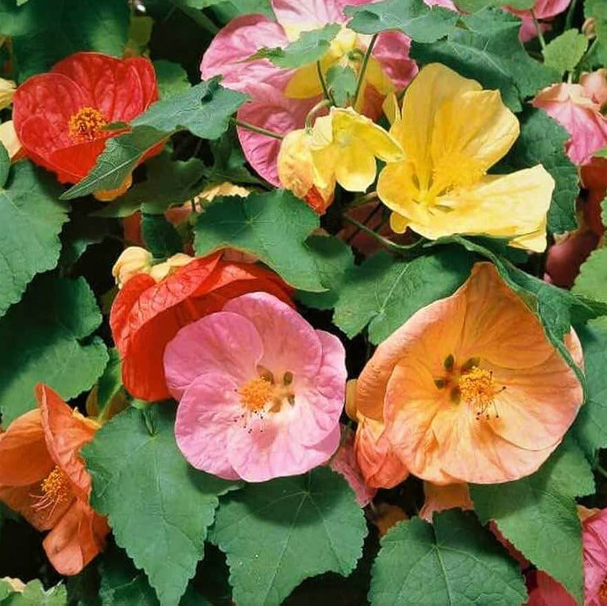 Mixed Abutilon Seeds - Heirloom Flower Garden Seeds for Growing