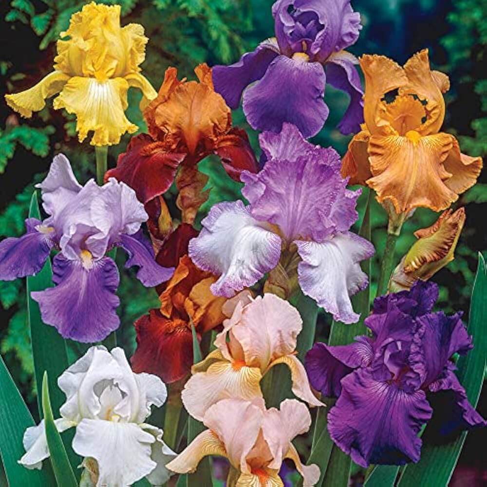 Mixed Bearded Iris germanica Seeds - Heirloom Flower Garden Seeds for Growing
