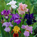 Mixed Bearded Iris germanica Seeds - Heirloom Flower Garden Seeds for Growing