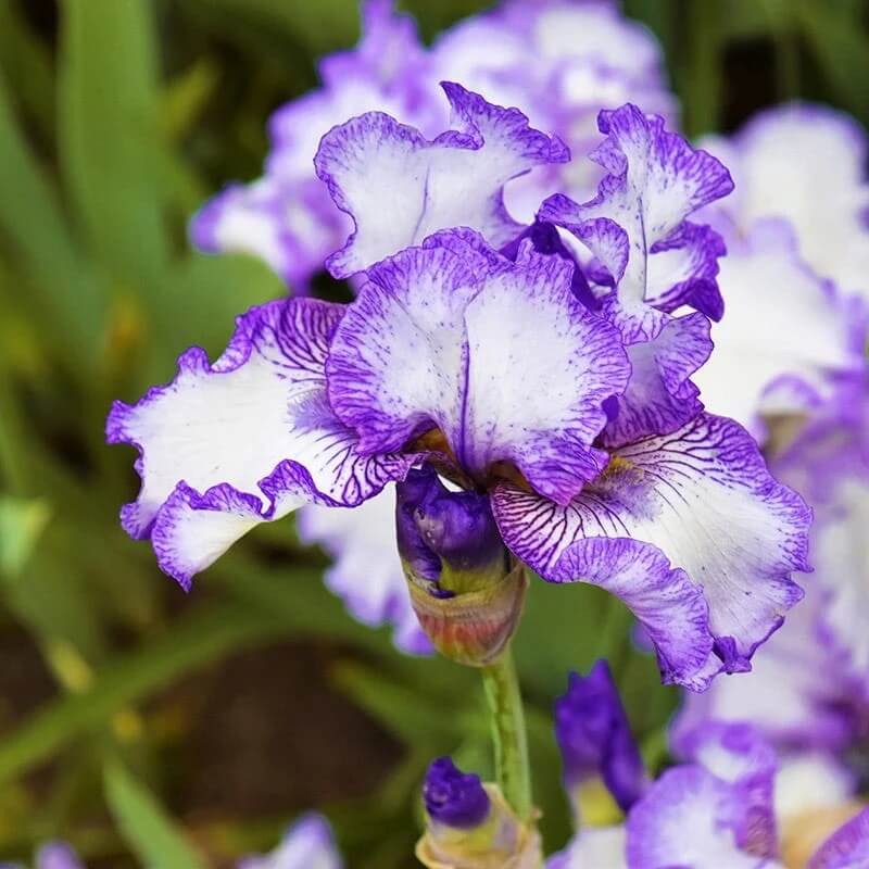 Mixed Bearded Iris germanica Seeds - Heirloom Flower Garden Seeds for Growing