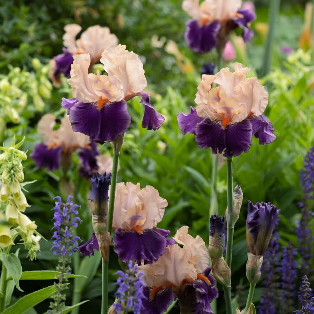 Mixed Bearded Iris germanica Seeds - Heirloom Flower Garden Seeds for Growing