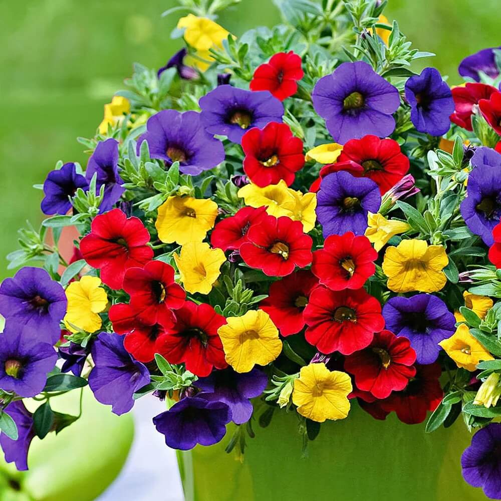 Mixed Calibrachoa Petunia Seeds - Heirloom Flower Garden Seeds for Growing