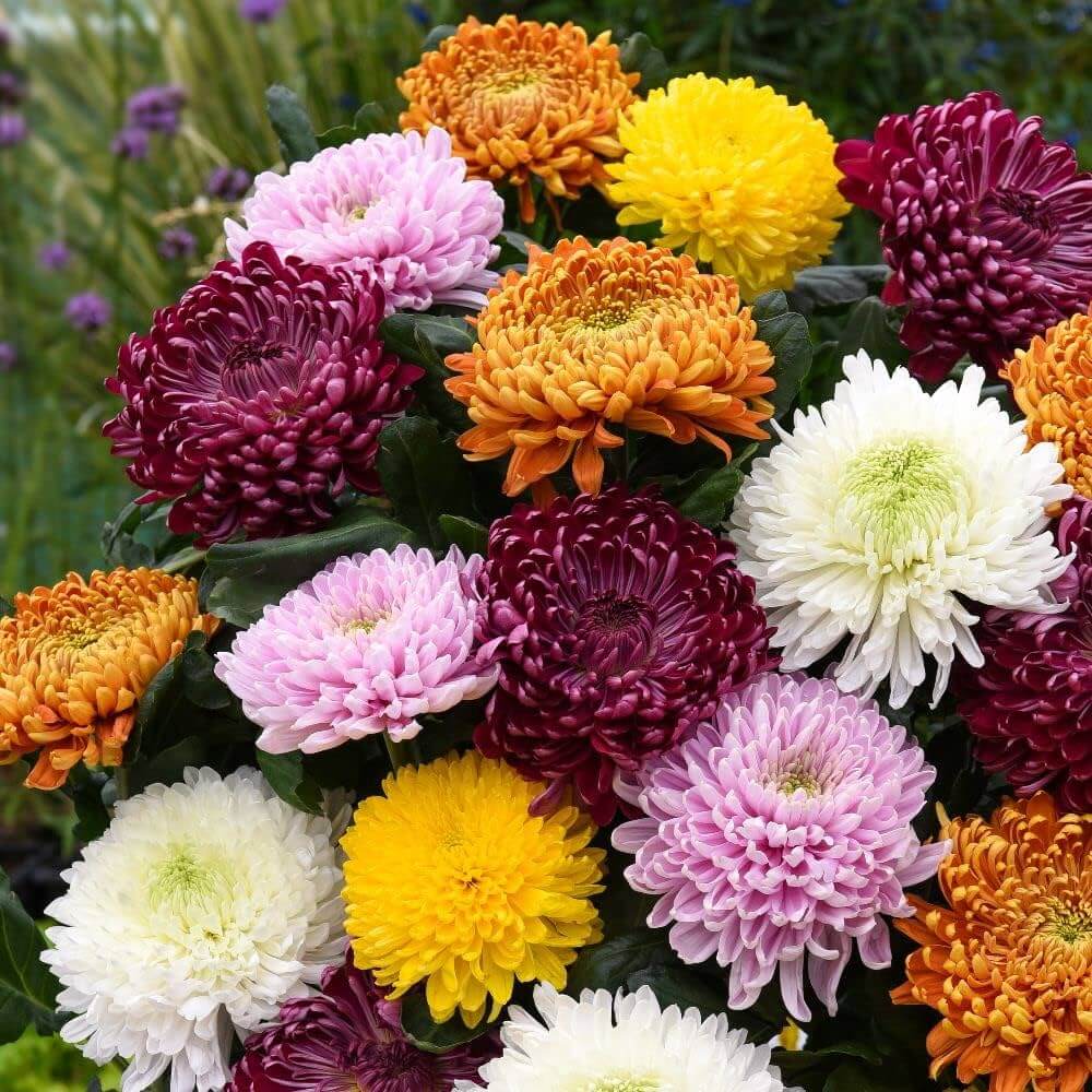 Mixed Chrysanthemum Seeds - Heirloom Flower Garden Seeds for Growing