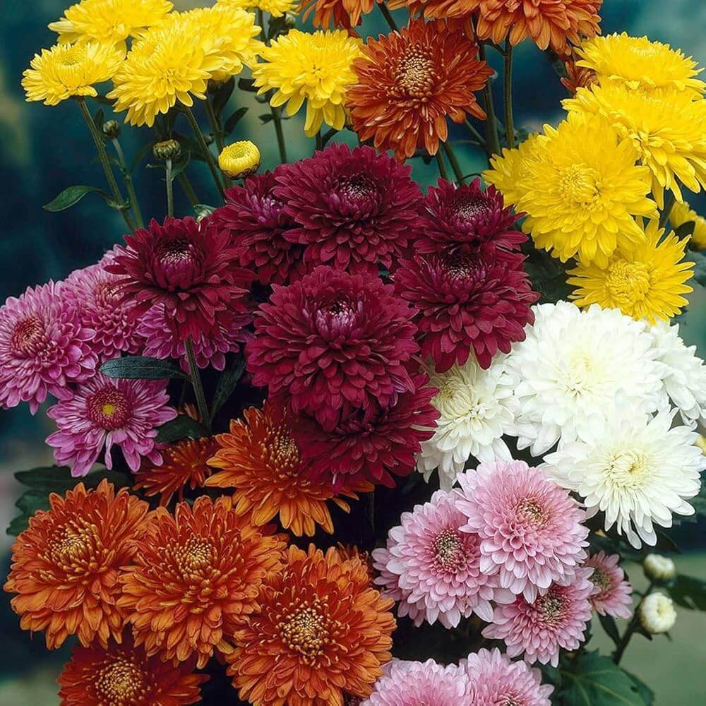 Mixed Chrysanthemum Seeds - Heirloom Flower Garden Seeds for Growing