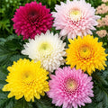 Mixed Chrysanthemum Seeds - Heirloom Flower Garden Seeds for Growing