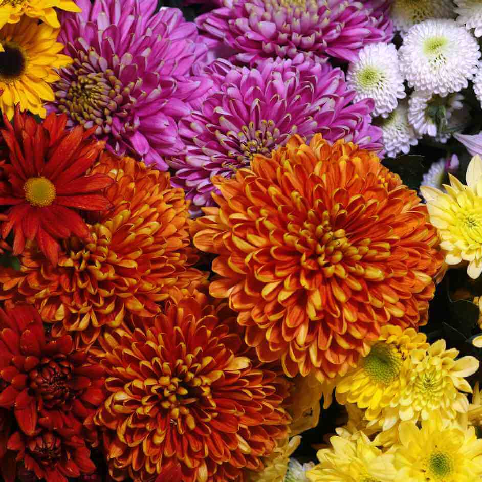 Mixed Chrysanthemum Seeds - Heirloom Flower Garden Seeds for Growing