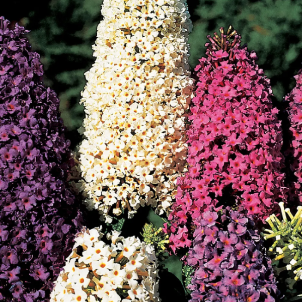 Mixed Colors Butterfly Bush Seeds - Heirloom Flower Garden Seeds for Growing