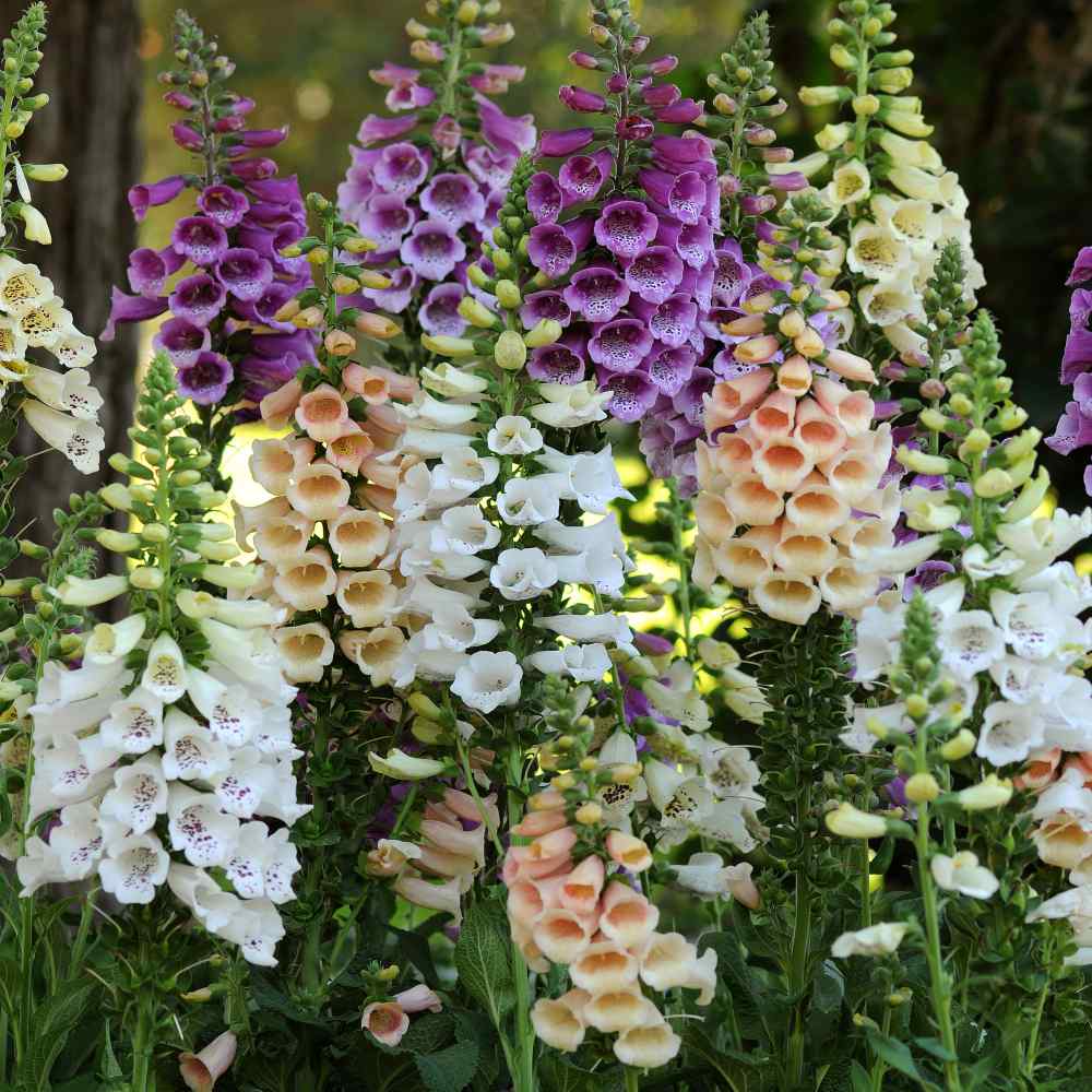 Mixed Colors Foxglove Seeds - Heirloom Flower Garden Seeds for Growing