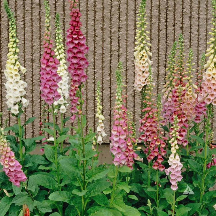 Mixed Colors Foxglove Seeds - Heirloom Flower Garden Seeds for Growing
