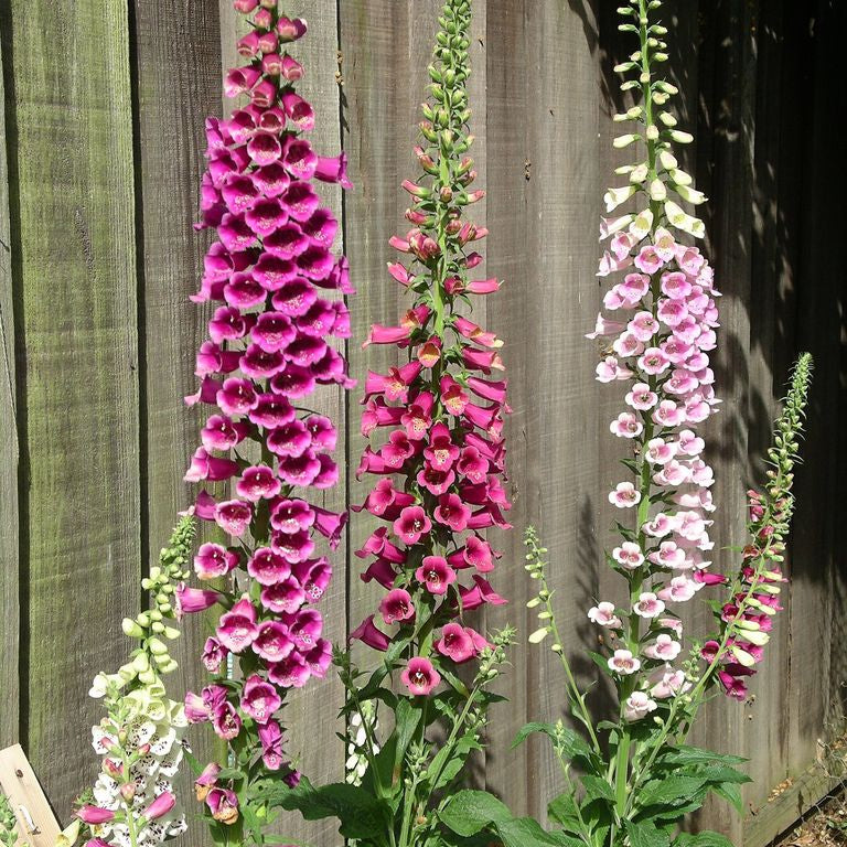 Mixed Colors Foxglove Seeds - Heirloom Flower Garden Seeds for Growing