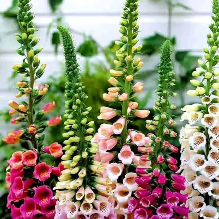 Mixed Colors Foxglove Seeds - Heirloom Flower Garden Seeds for Growing