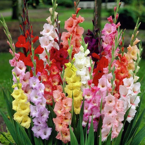 Mixed Colors Gladiolus Seeds - Heirloom Flower Garden Seeds for Growing