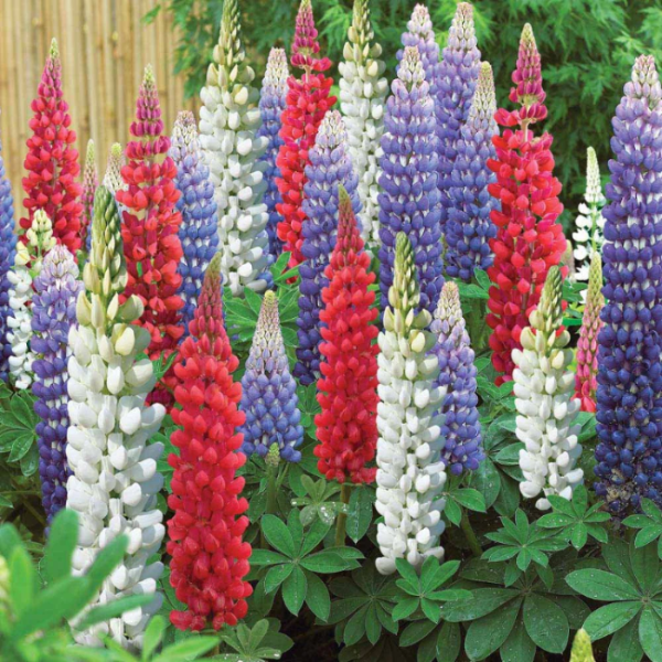 Mixed Colors Lupine Seeds  - Heirloom Flower Garden Seeds for Growing