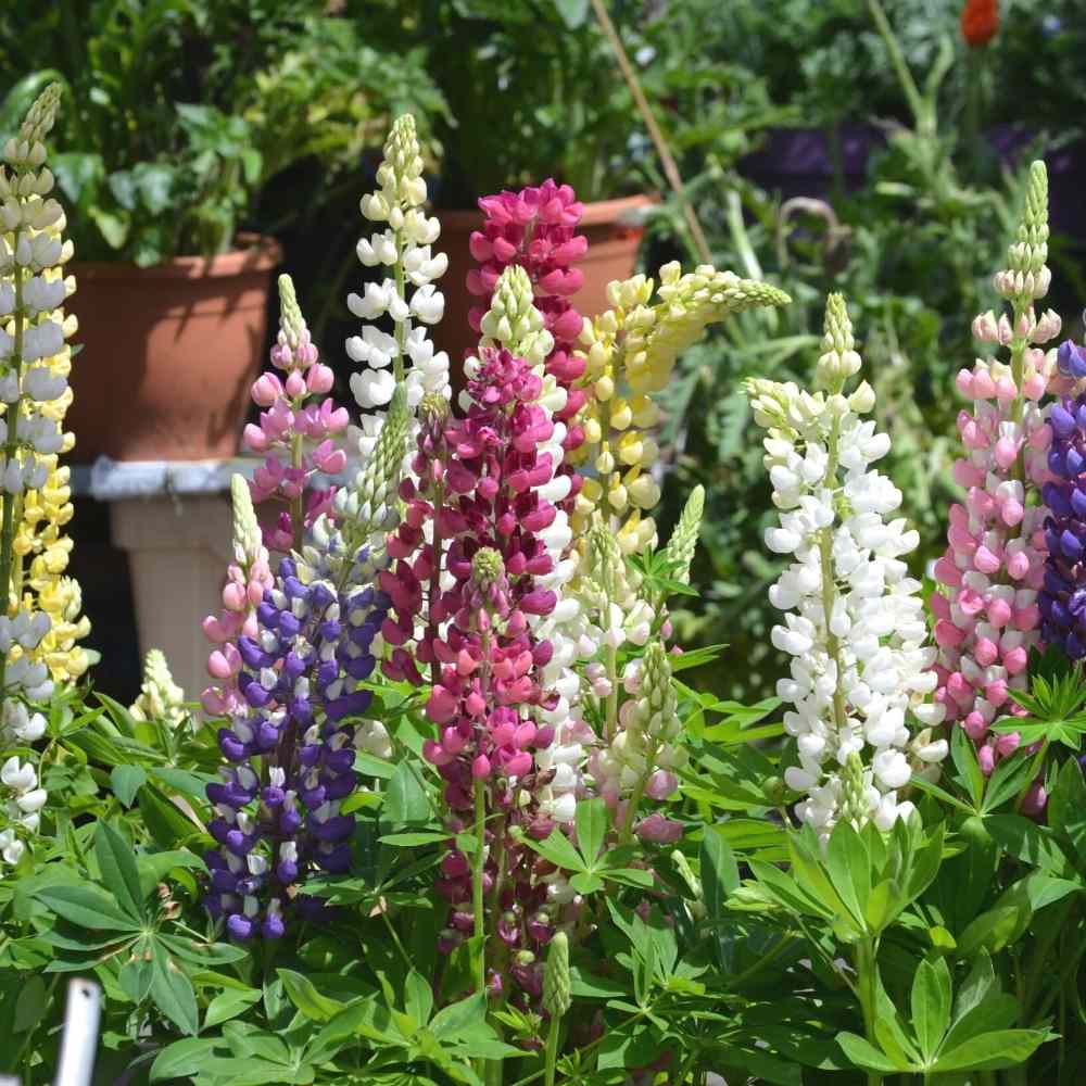 Mixed Colors Lupine Seeds  - Heirloom Flower Garden Seeds for Growing