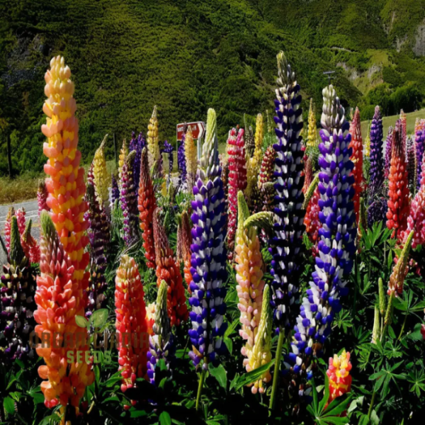 Mixed Colors Lupine Seeds  - Heirloom Flower Garden Seeds for Growing