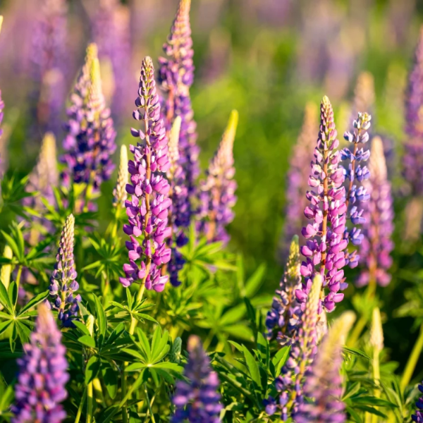 Mixed Colors Lupine Seeds  - Heirloom Flower Garden Seeds for Growing