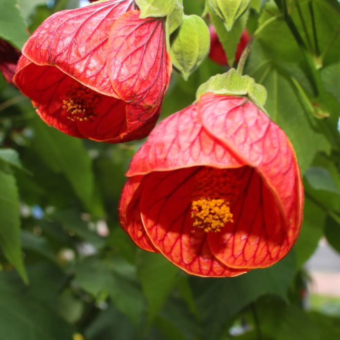 Mixed Colors Maple Seeds - Heirloom Flower Garden Seeds for Growing