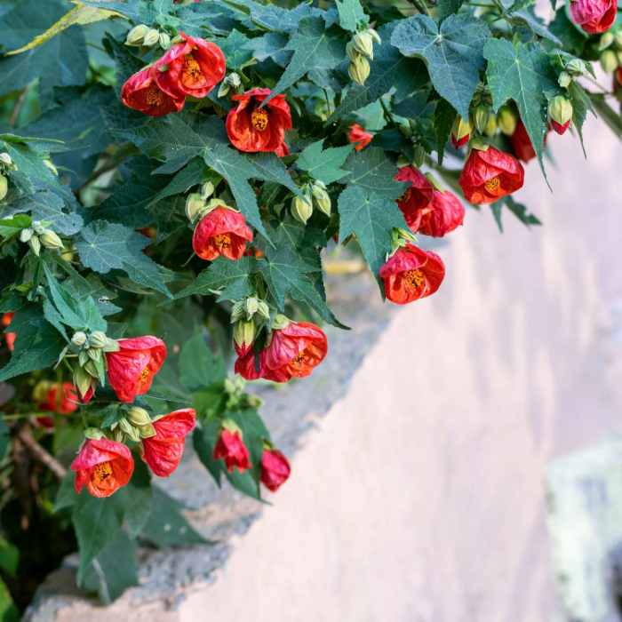 Mixed Colors Maple Seeds - Heirloom Flower Garden Seeds for Growing
