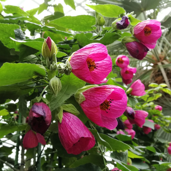 Mixed Colors Maple Seeds - Heirloom Flower Garden Seeds for Growing