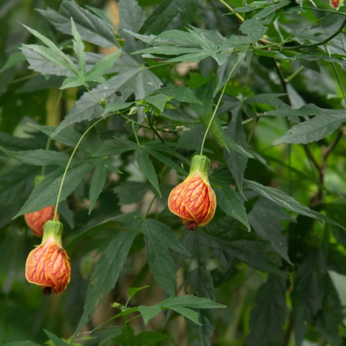 Mixed Colors Maple Seeds - Heirloom Flower Garden Seeds for Growing