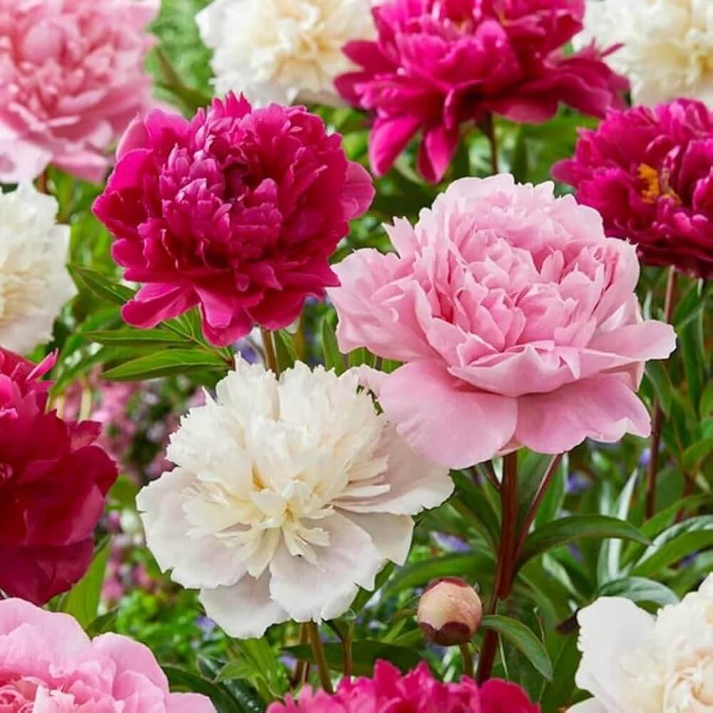Mixed Colors Peony Seeds - Heirloom Flower Garden Seeds for Growing