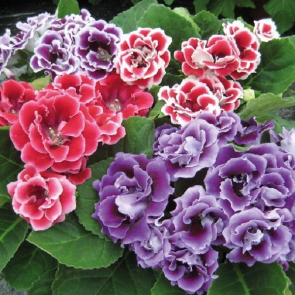 Mixed Colors Sinningia Seeds - Heirloom Flower Garden Seeds for Growing