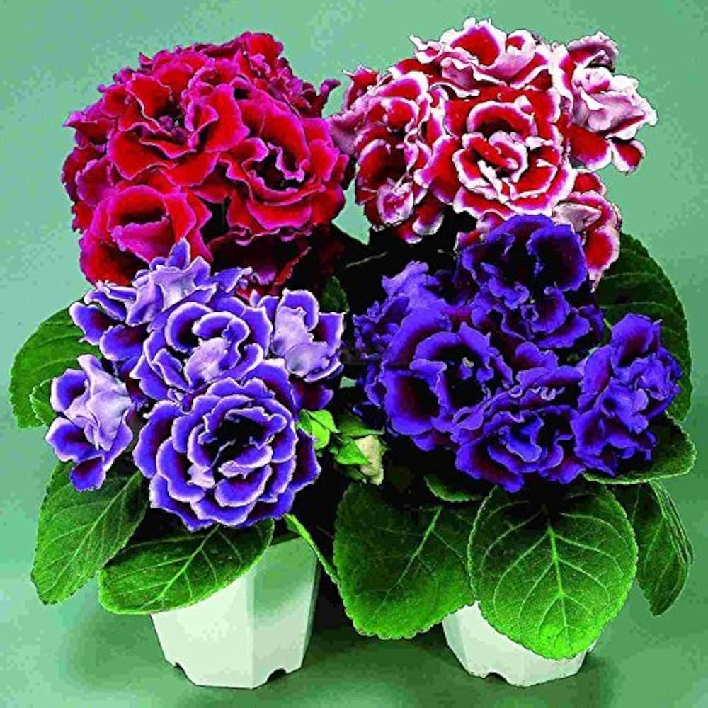 Mixed Colors Sinningia Seeds - Heirloom Flower Garden Seeds for Growing