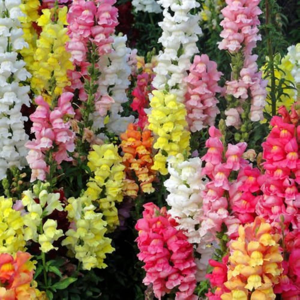Mixed Colors Snapdragon Seeds - Heirloom Flower Garden Seeds for Growing