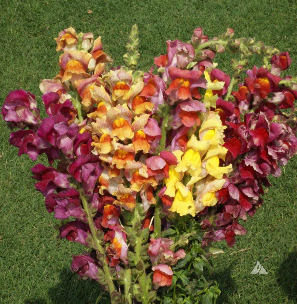 Mixed Colors Snapdragon Seeds - Heirloom Flower Garden Seeds for Growing