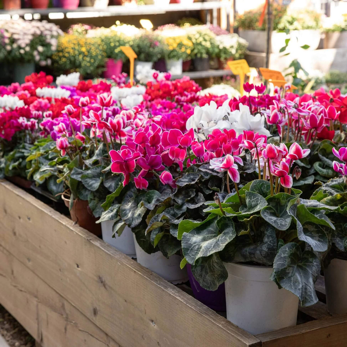 Mixed Colour Cyclamen Seeds - Heirloom Flower Garden Seeds for Growing