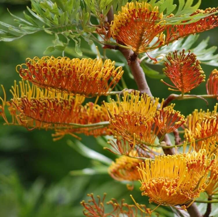 Mixed Colour Grevillea Seeds - Heirloom Flower Garden Seeds for Growing