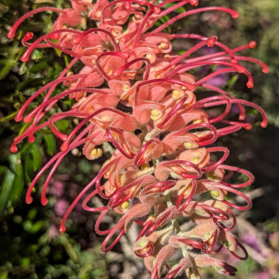 Mixed Colour Grevillea Seeds - Heirloom Flower Garden Seeds for Growing