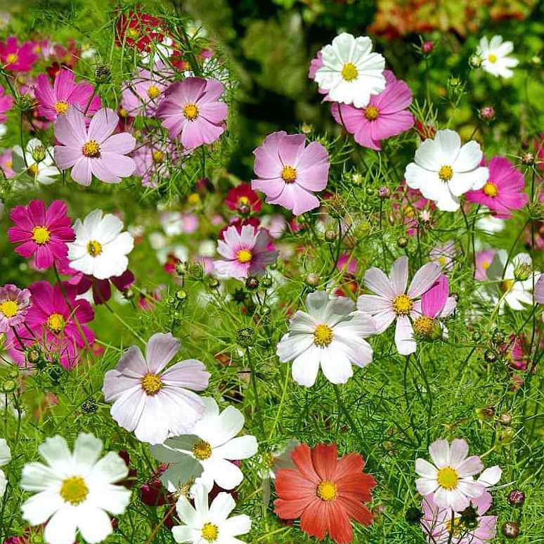 Mixed  Cosmos  Seeds - Heirloom Flower Garden Seeds for Growing