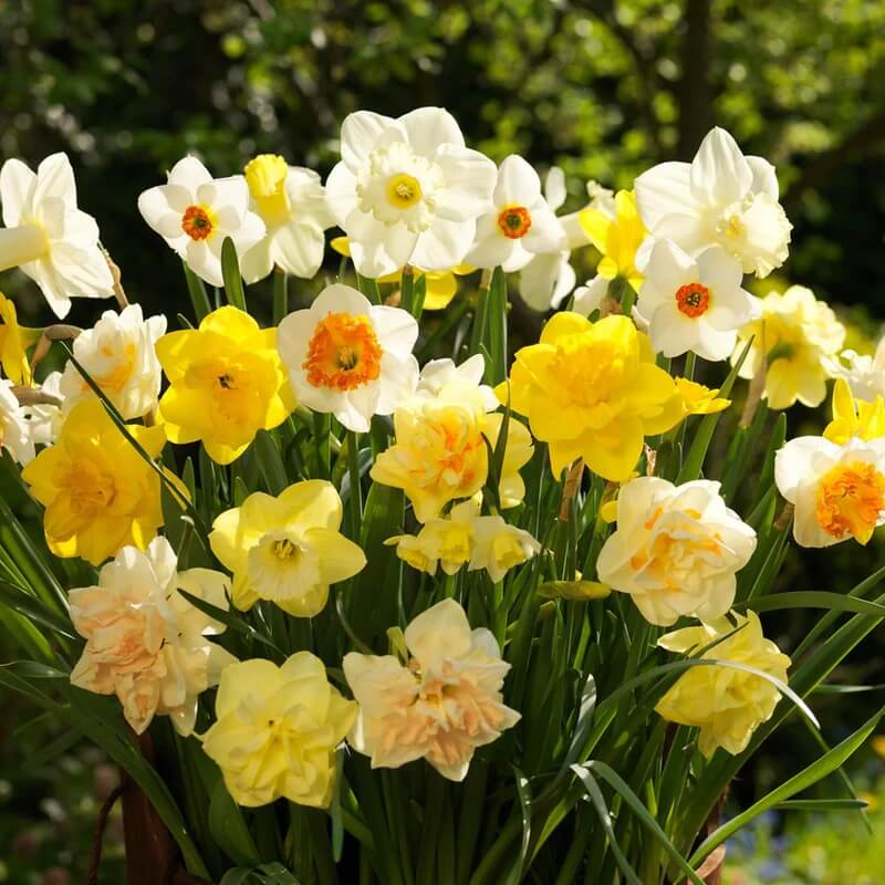 Mixed Daffodil Seeds - Heirloom Flower Garden Seeds for Growing