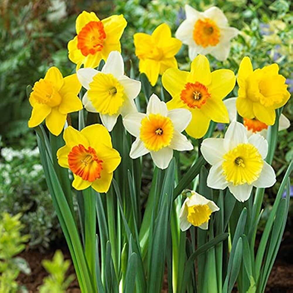 Mixed Daffodil Seeds - Heirloom Flower Garden Seeds for Growing
