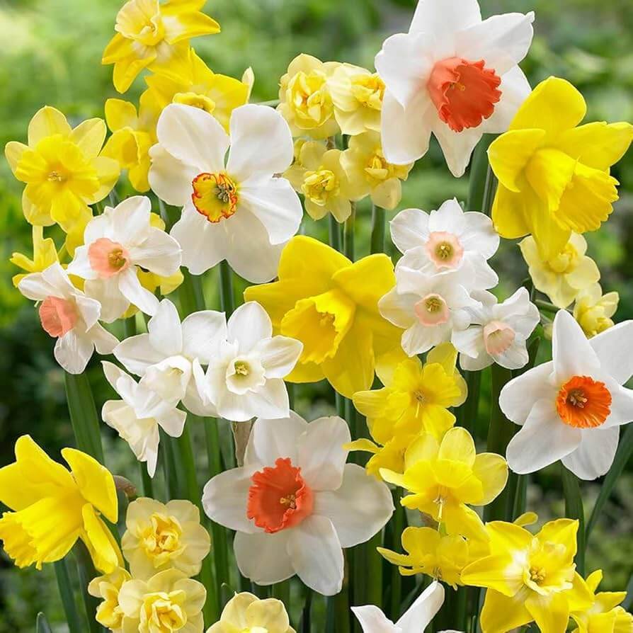Mixed Daffodil Seeds - Heirloom Flower Garden Seeds for Growing