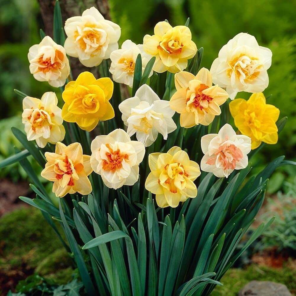 Mixed Daffodil Seeds - Heirloom Flower Garden Seeds for Growing