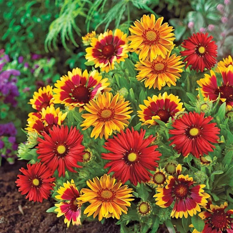 Mixed Gaillardia Seeds - Heirloom Flower Garden Seeds for Growing