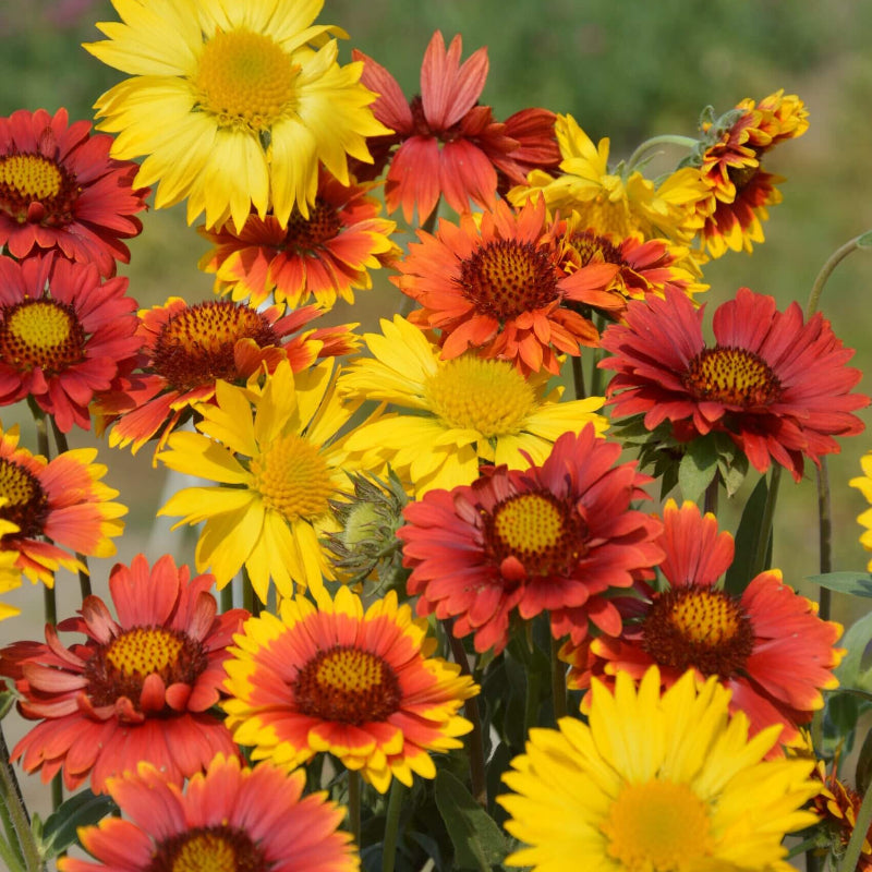 Mixed Gaillardia Seeds - Heirloom Flower Garden Seeds for Growing