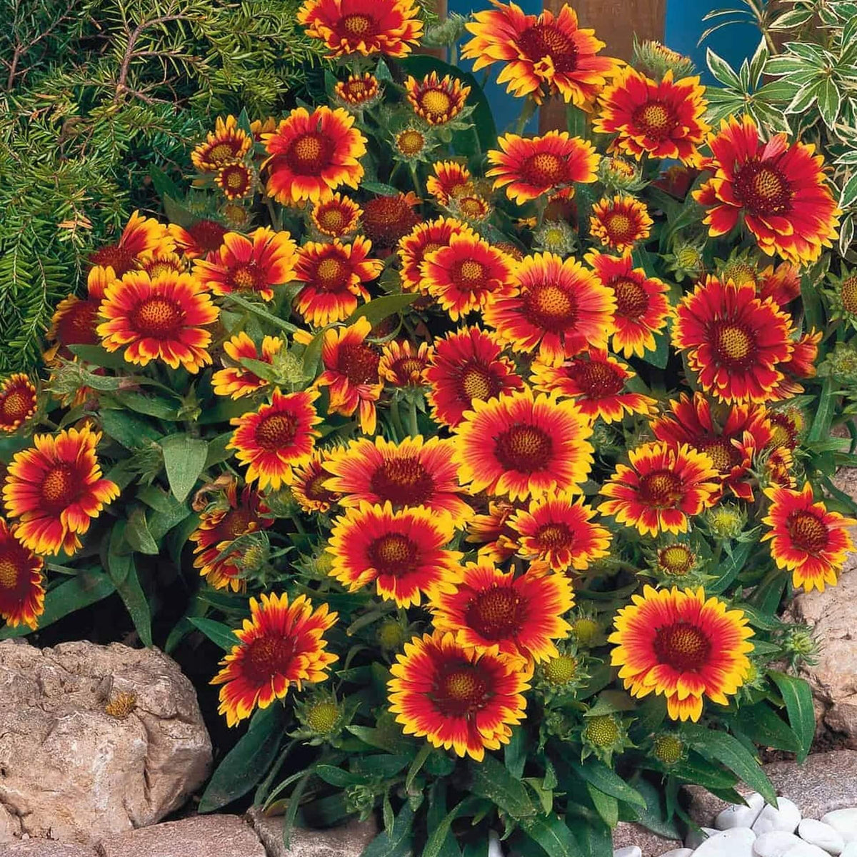 Mixed Gaillardia Seeds - Heirloom Flower Garden Seeds for Growing