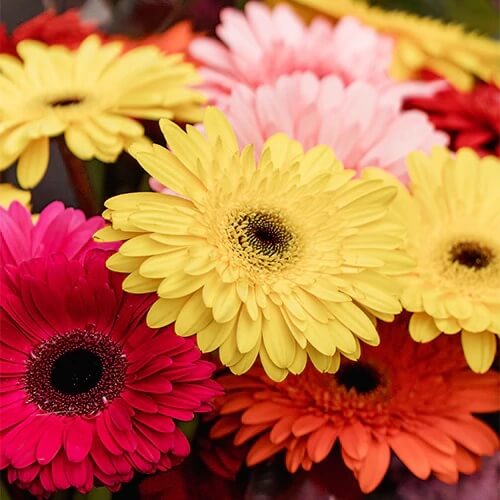 Mixed Gerbera Daisy Seeds - Heirloom Flower Garden Seeds for Growing