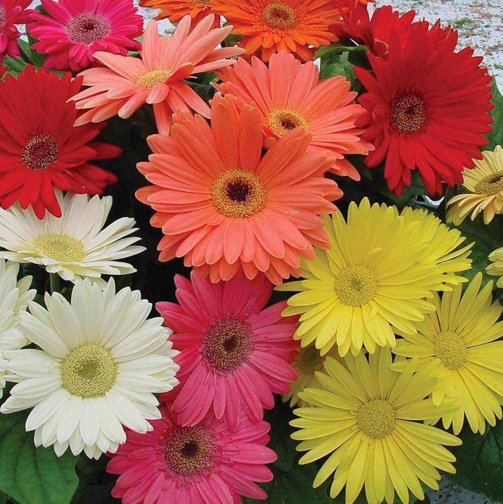 Mixed Gerbera Daisy Seeds - Heirloom Flower Garden Seeds for Growing