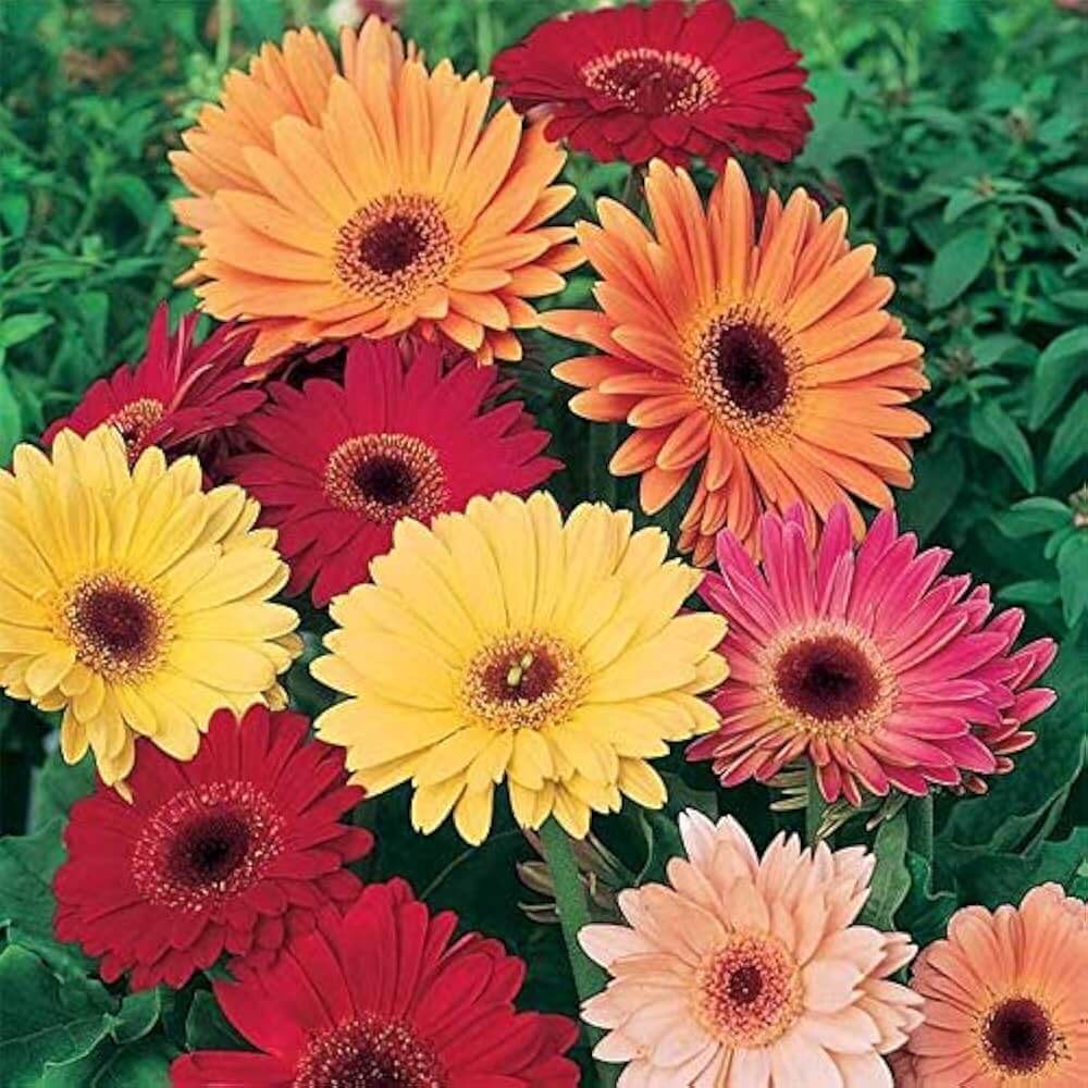 Mixed Gerbera Daisy Seeds - Heirloom Flower Garden Seeds for Growing