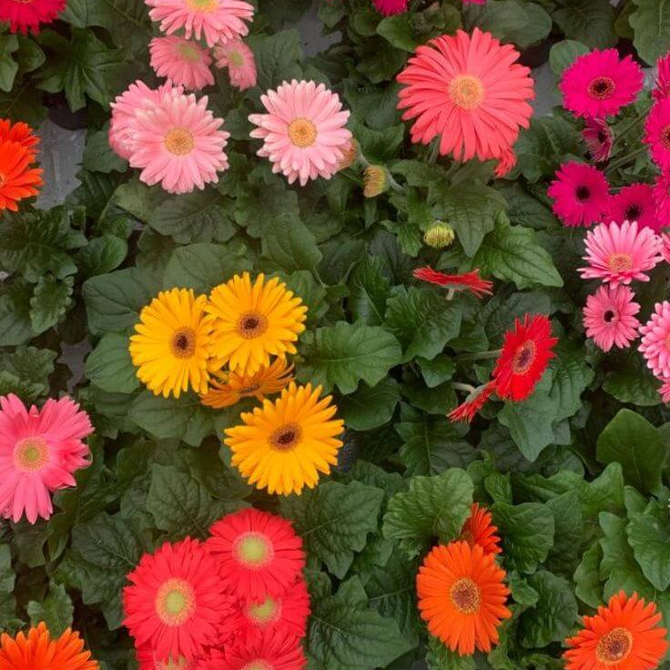 Mixed Gerbera Daisy Seeds - Heirloom Flower Garden Seeds for Growing