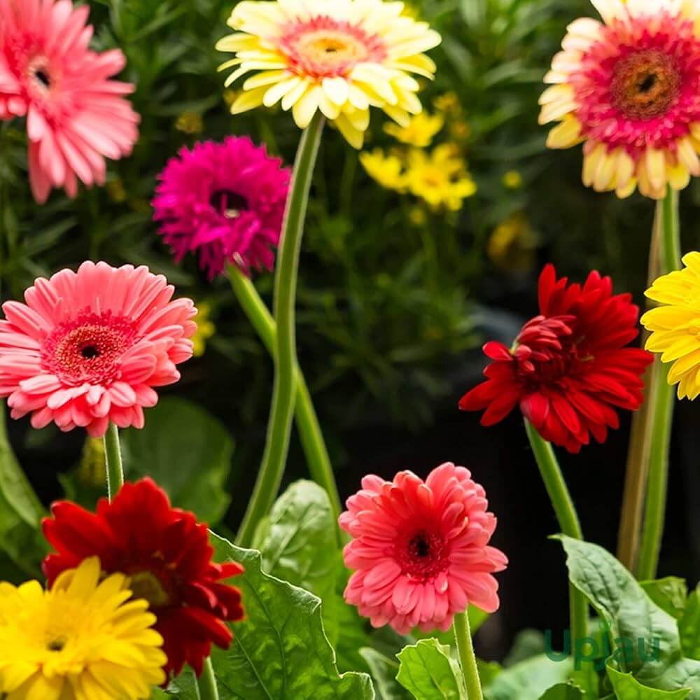 Mixed Gerbera Daisy Seeds - Heirloom Flower Garden Seeds for Growing