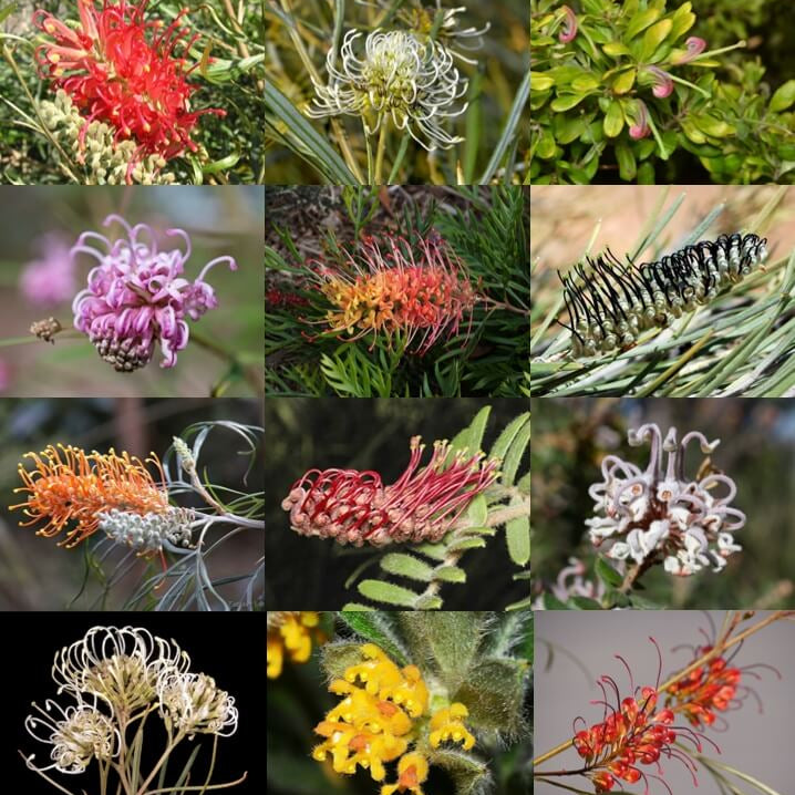Mixed Grevillea Seeds - Heirloom Flower Garden Seeds for Growing