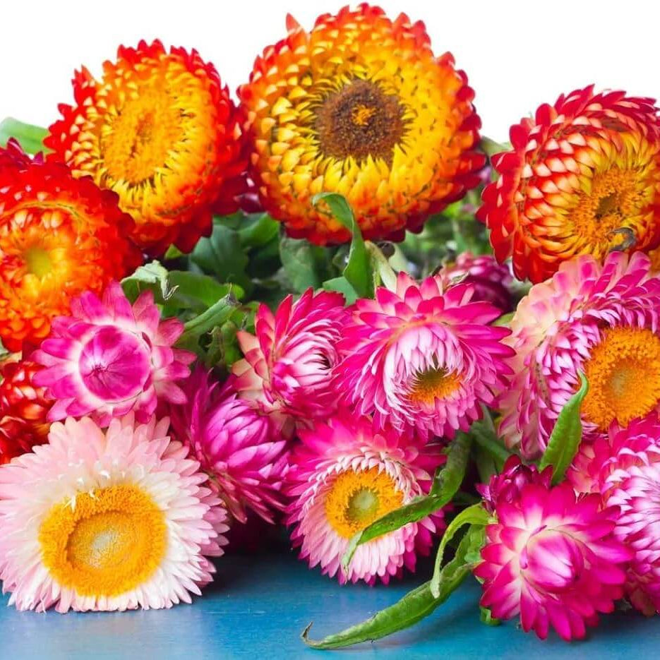 Mixed Helichrysum bracteatum Seeds - Heirloom Flower Garden Seeds for Growing